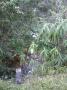 gal/Ile Maurice/_thb_SP_A0031_Black_River_Gorges.jpg